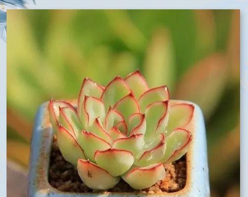 巨型多浆植物有哪些品种？它们的养护和特点是什么？