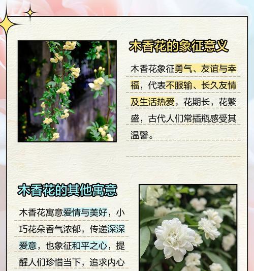 吸毒草的养护方法和注意事项是什么？
