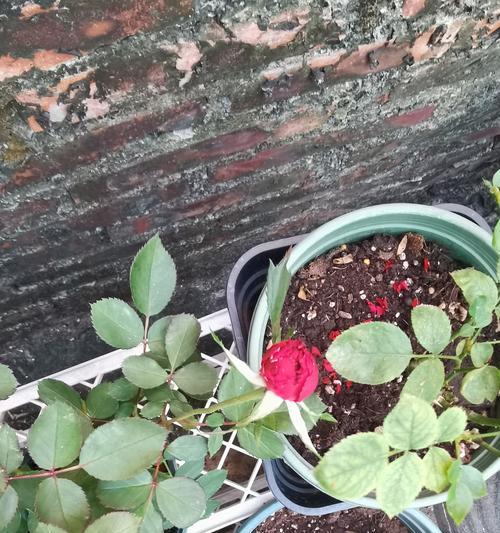 月季小苗种植的注意事项是什么？