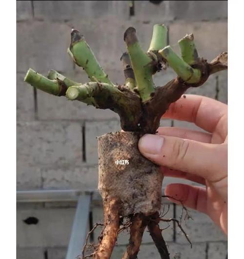 月季小苗种植的注意事项是什么？