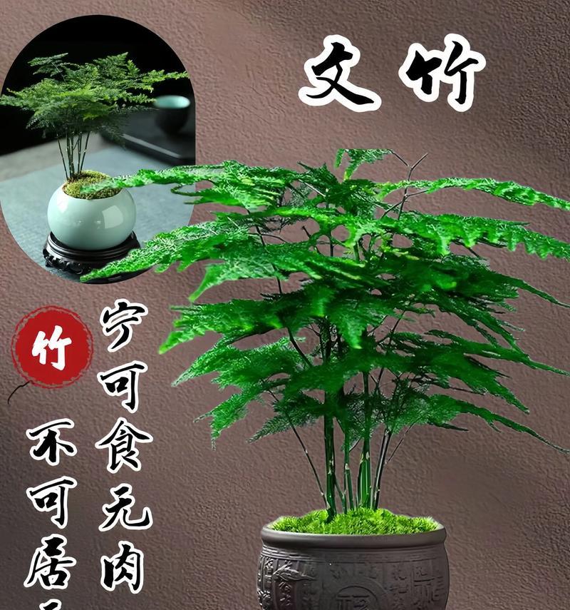 文竹的日常养护和管理技巧？