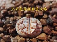 生石花养殖技巧有哪些？生石花养殖的常见问题？