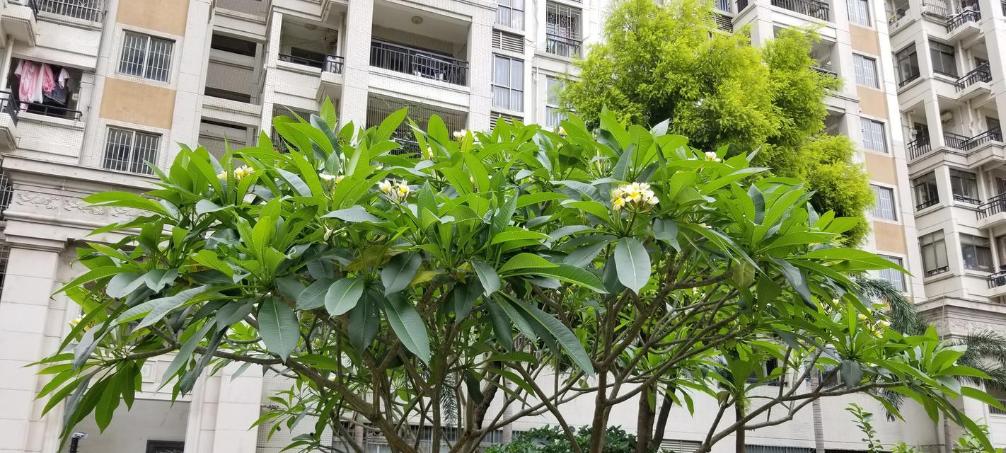 鸡蛋花的特性与用途是什么？鸡蛋花的文化意义？