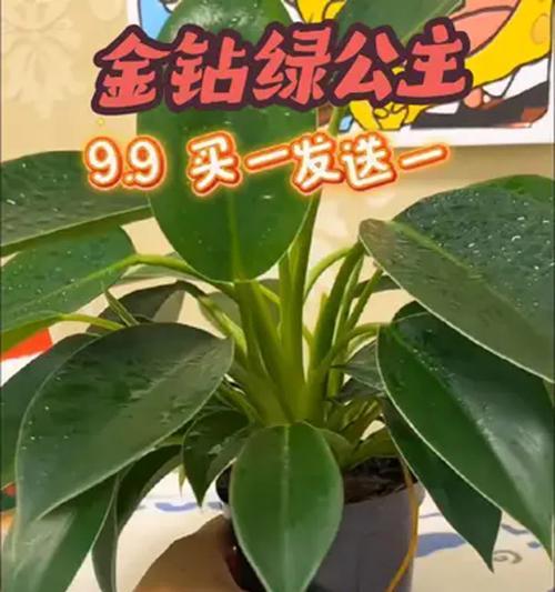 哪些植物能净化空气？如何选择和养护这些植物？
