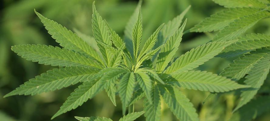 大麻属于什么类型的植物？大麻的花有什么特点？