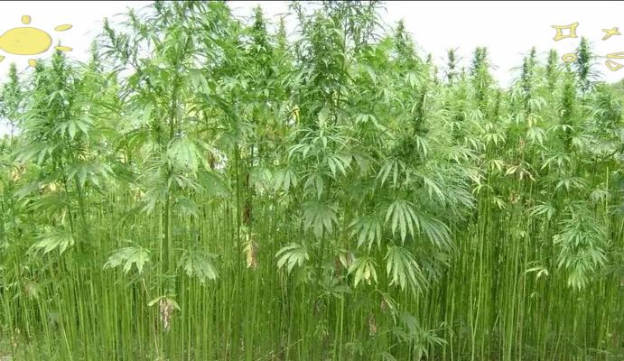 大麻属于什么类型的植物？大麻的花有什么特点？