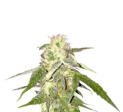 大麻属于什么类型的植物？大麻的花有什么特点？