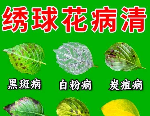 花卉出现虫害怎么办？有效防治方法有哪些？