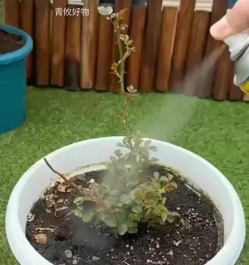 花卉出现虫害怎么办？有效防治方法有哪些？