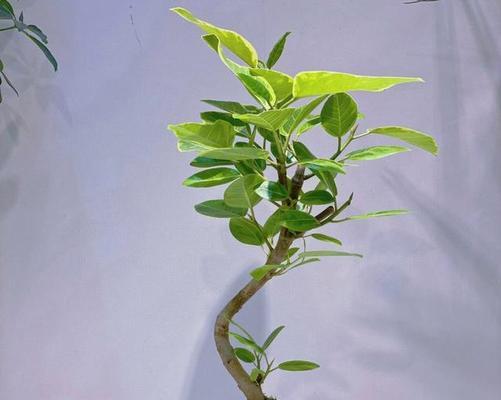 水培榕树的注意事项有哪些？