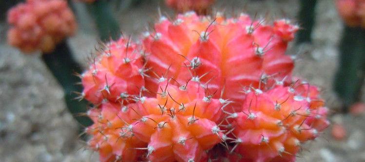 绯牡丹怎么？绯牡丹的种植方法和养护技巧是什么？