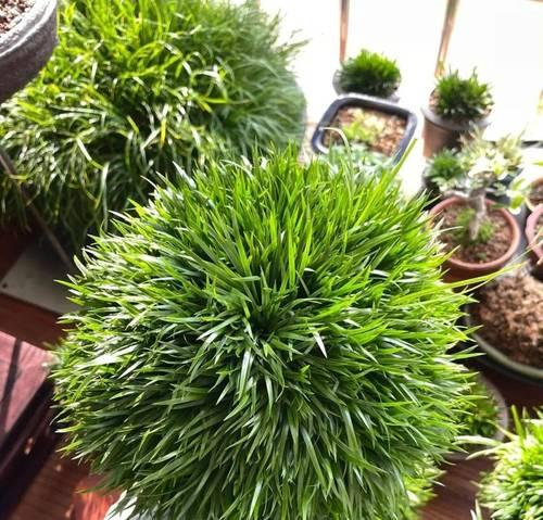 菖蒲养殖的注意事项有哪些？