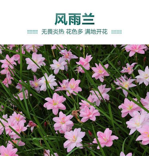 四季开花的盆栽有哪些？如何保持它们的持续开花？