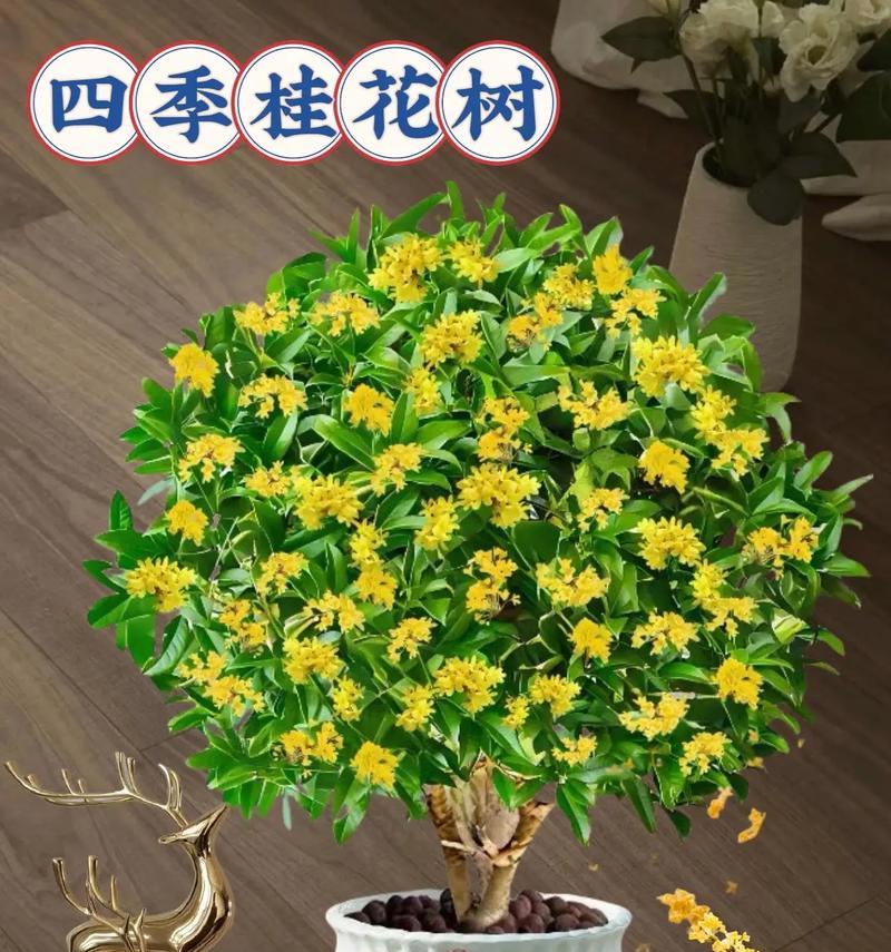 四季开花的盆栽有哪些？如何保持它们的持续开花？