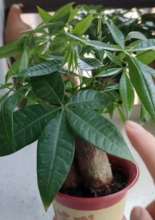 大发财树烂根的补救措施有哪些？