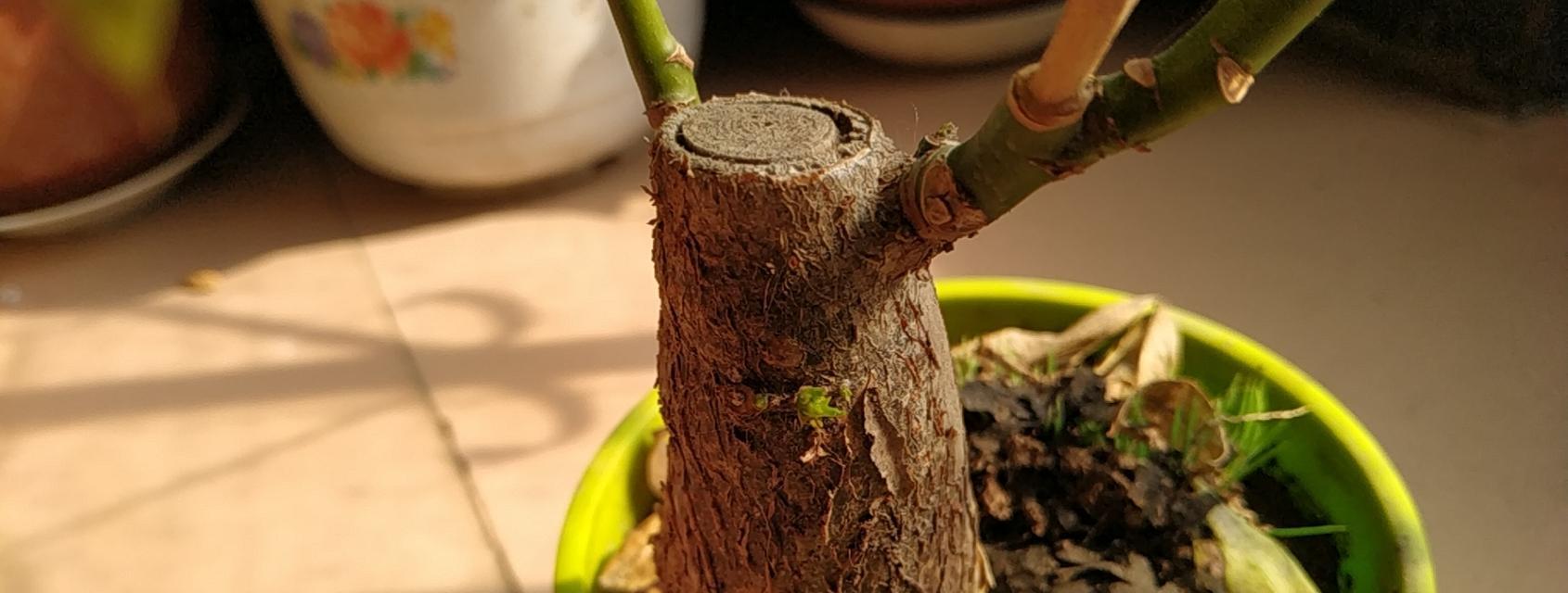 大发财树烂根的补救措施有哪些？