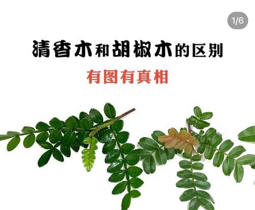 如何正确识别和欣赏花木？