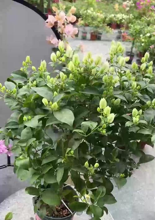 仙人球的养殖方法有哪些？