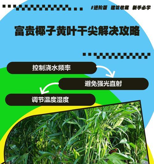 袖珍椰子发黄怎么办？如何进行有效的处理？