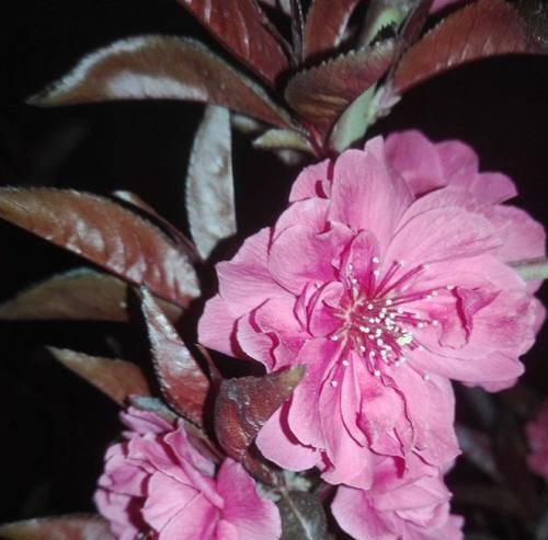 桃花的叶子有何特别之处？