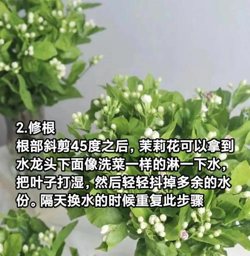 茉莉花移植的最佳时机和方法是什么？