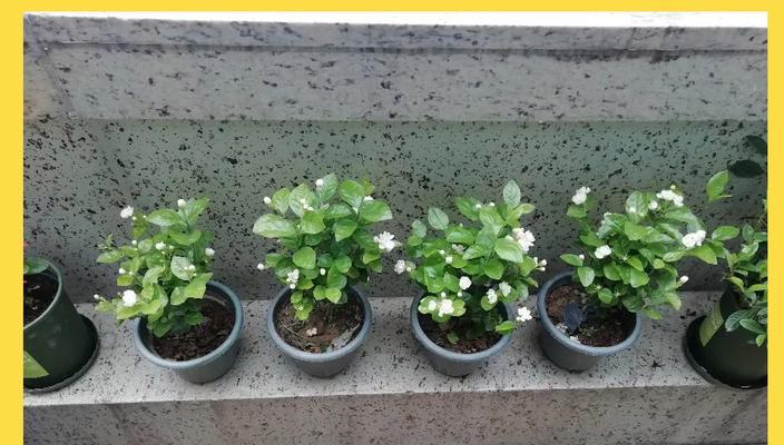 茉莉花移植的最佳时机和方法是什么？