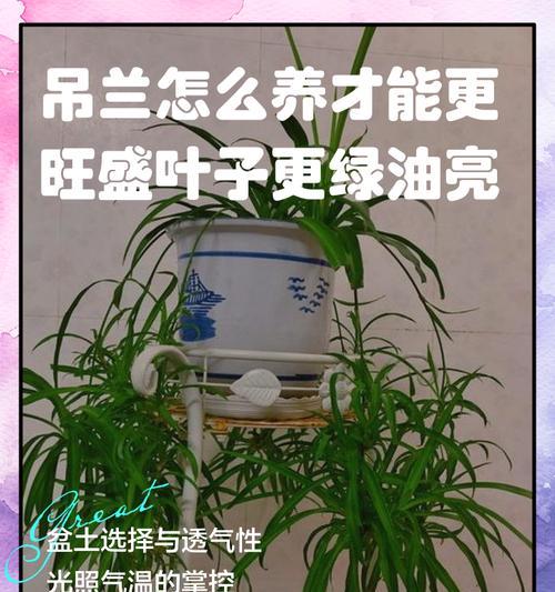 吊兰插扦步骤详解？怎样提高吊兰插扦成功率？