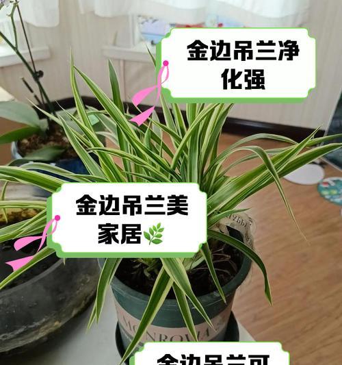 吊兰插扦步骤详解？怎样提高吊兰插扦成功率？