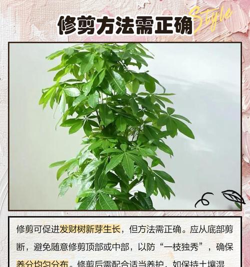 发财树停止生长？找出原因并促进生长！