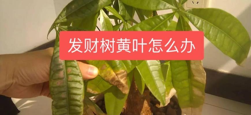 发财树停止生长？找出原因并促进生长！