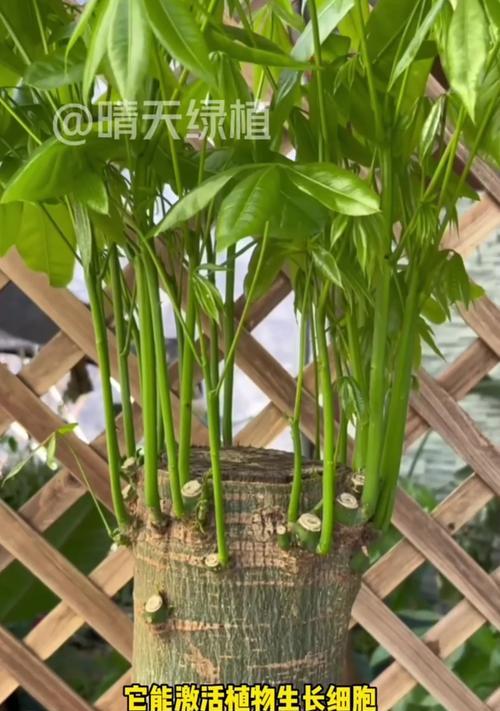 发财树停止生长？找出原因并促进生长！
