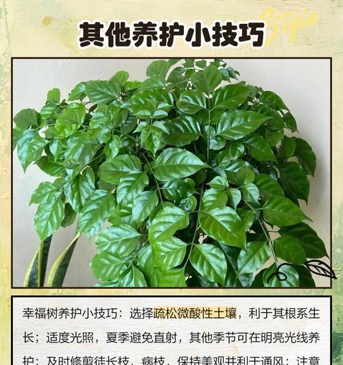 幸福树叶子焉了是什么原因？如何解决？