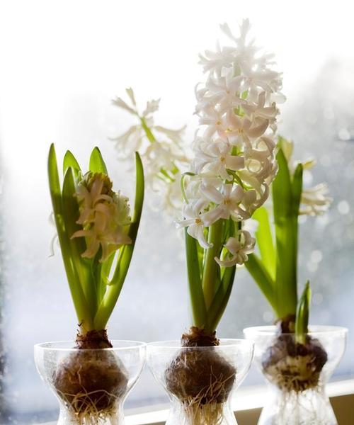 水培花卉的种植方法和注意事项是什么？