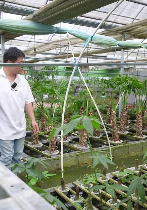 水培花卉的种植方法和注意事项是什么？