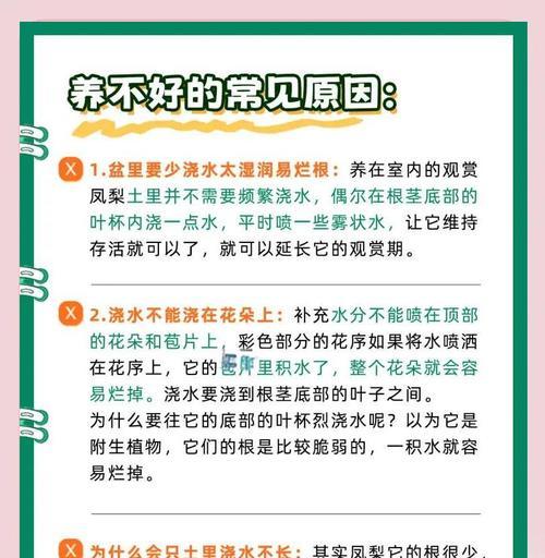 莺哥凤梨的养护方法是什么？