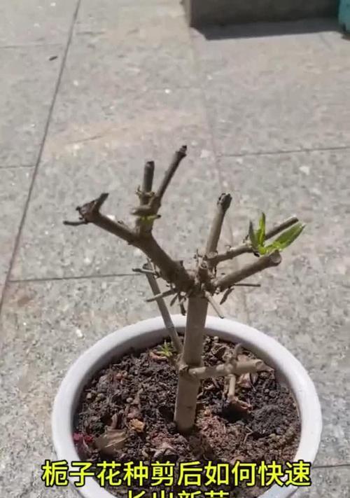 栀子花修剪技巧是什么？怎样剪枝才能促进开花？
