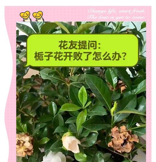 栀子花修剪技巧是什么？怎样剪枝才能促进开花？