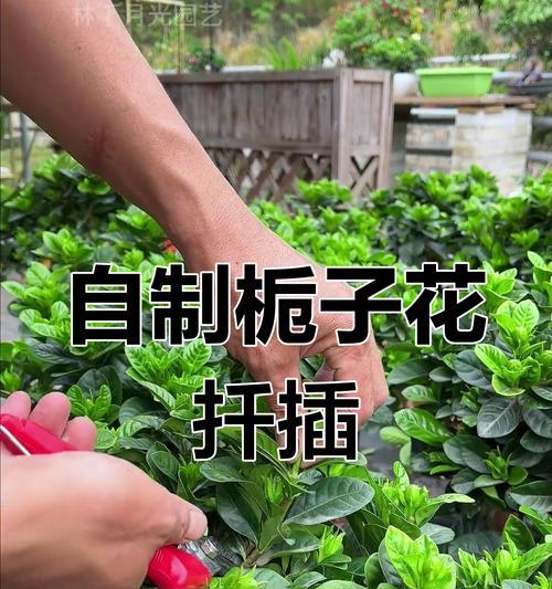 栀子花修剪技巧是什么？怎样剪枝才能促进开花？