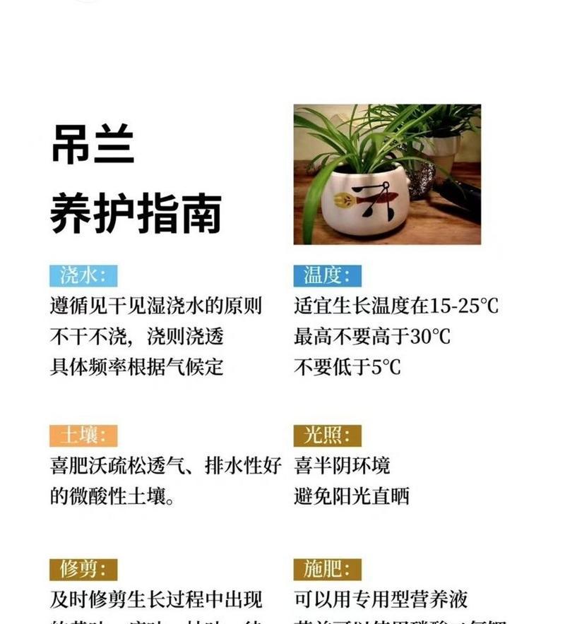 吊兰枯萎的原因及解决方法是什么？