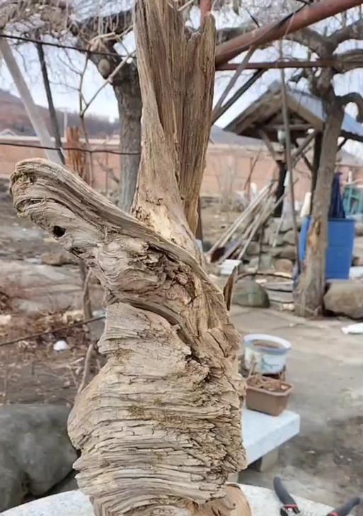 老树根盆景的处理方法是什么？