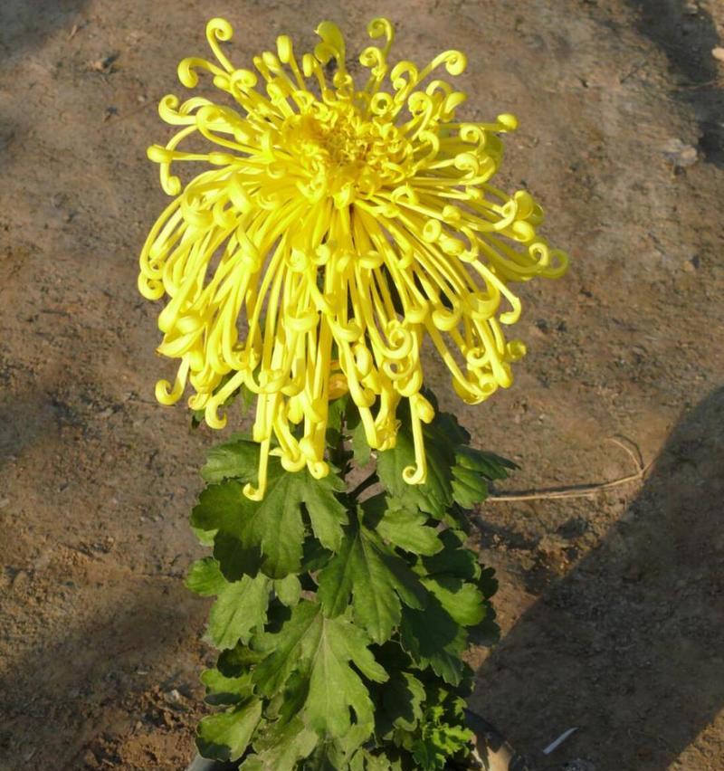 菊花品种介绍大全？菊花品种有哪些独特之处？