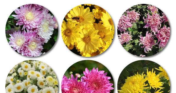 菊花品种介绍大全？菊花品种有哪些独特之处？