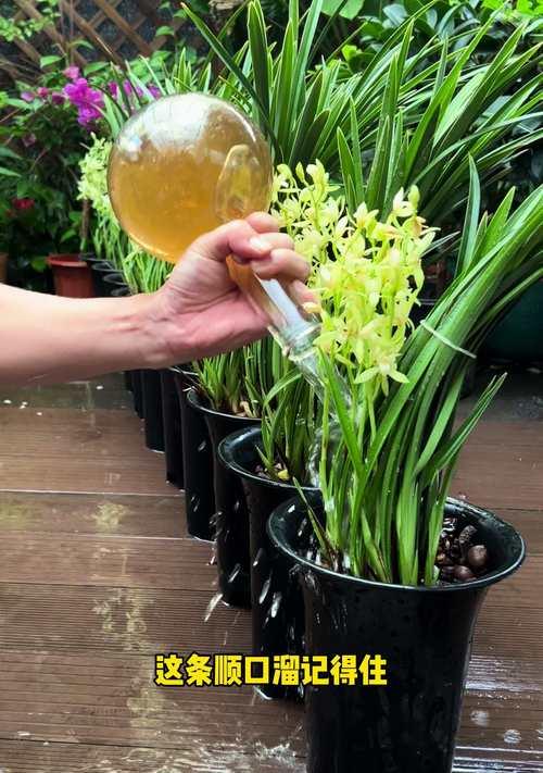 兰花多开花的秘诀是什么？如何进行日常管理？