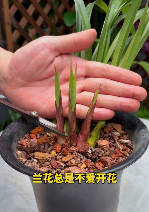 兰花多开花的秘诀是什么？如何进行日常管理？