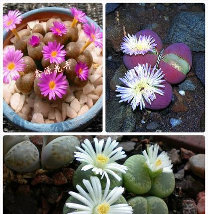 生石花的花语和象征意义是什么？