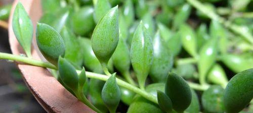 珍珠吊兰浇水频率是多少？怎样正确浇水？