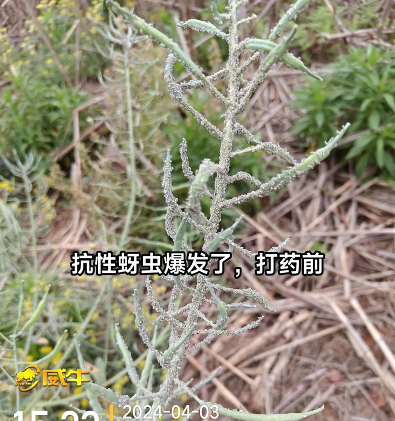 家庭消灭蚜虫的有效方法是什么？如何预防蚜虫？