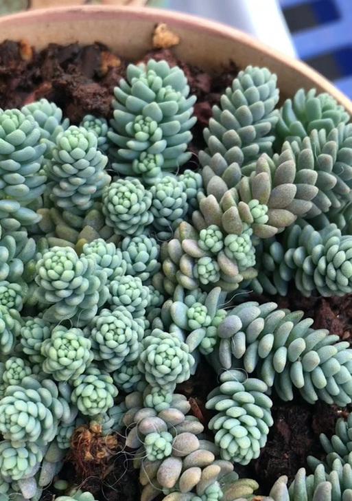 姬星美人种植方法是什么？