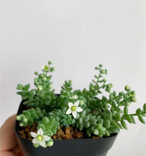 姬星美人种植方法是什么？