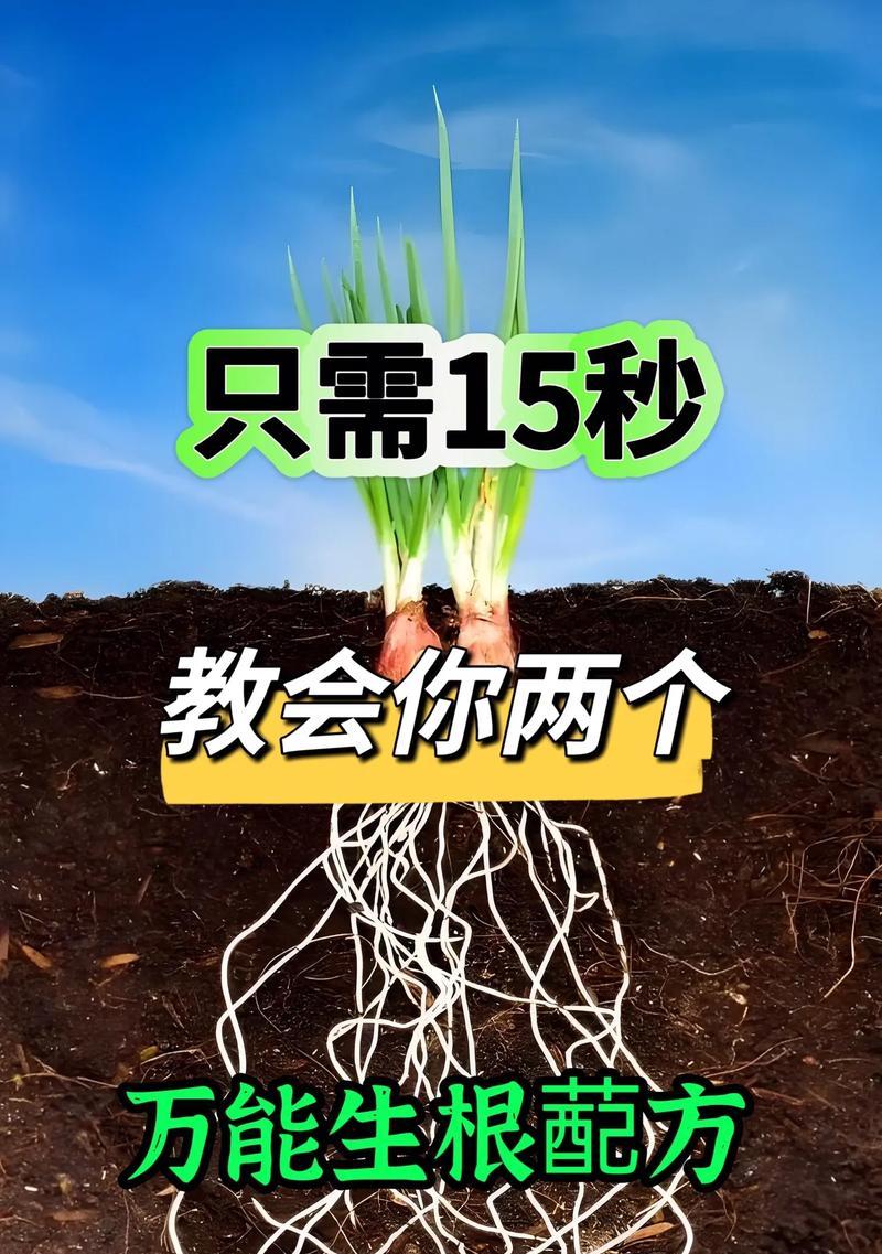 促进植物快速生根的技巧有哪些？